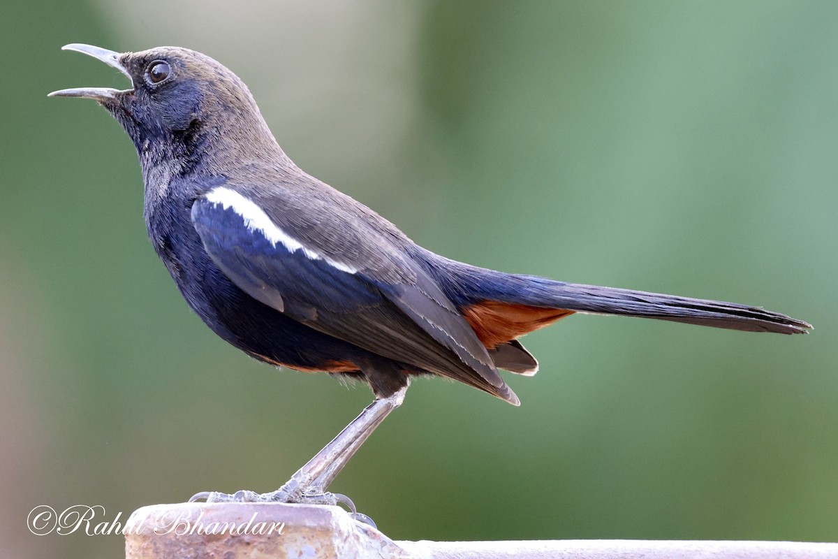 Indian Robin - Rahul Bhandari