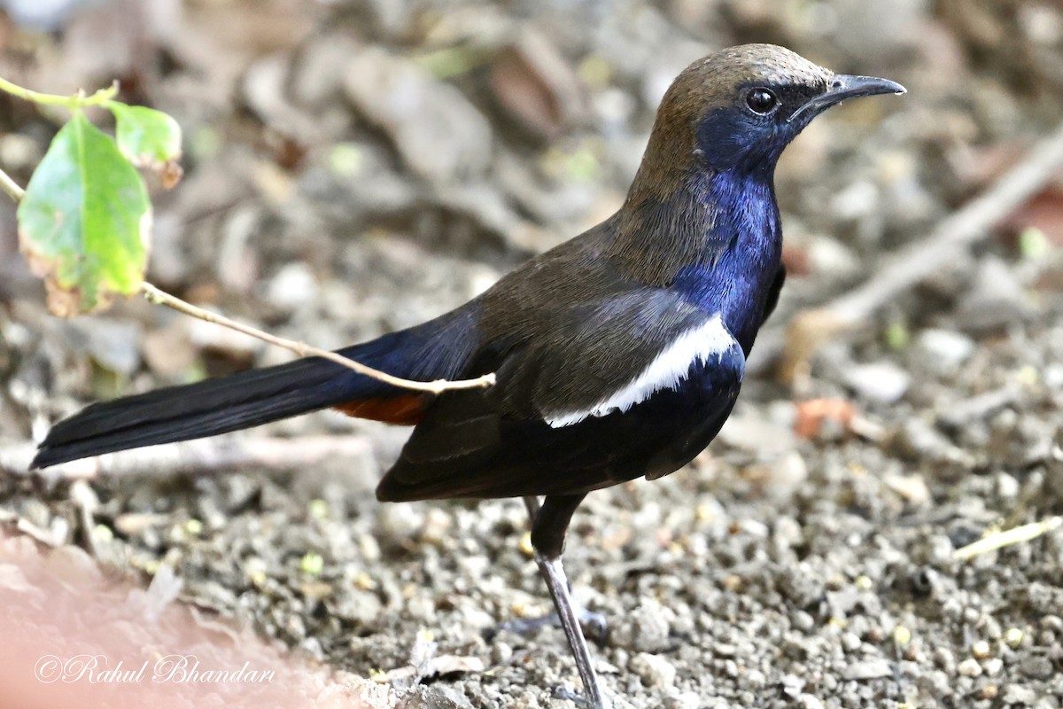 Indian Robin - Rahul Bhandari