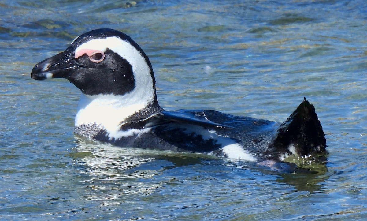 African Penguin - Hubert Söhner