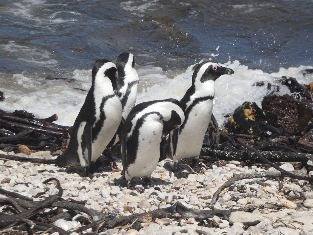 African Penguin - Hubert Söhner