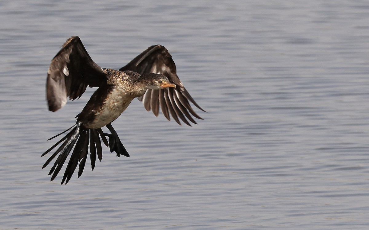 Long-tailed Cormorant - Patrick MONNEY