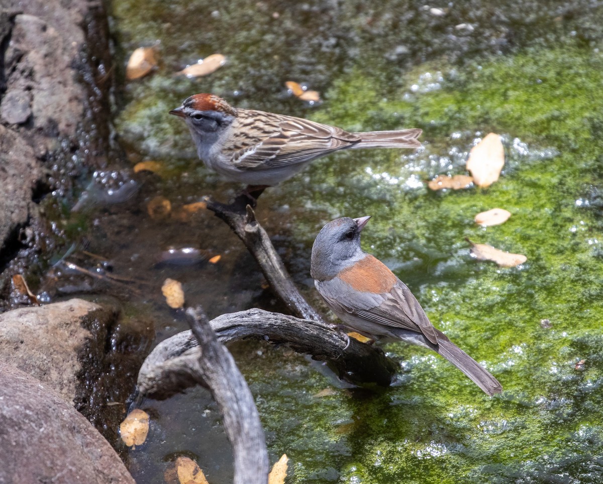 Dark-eyed Junco - ML619119211