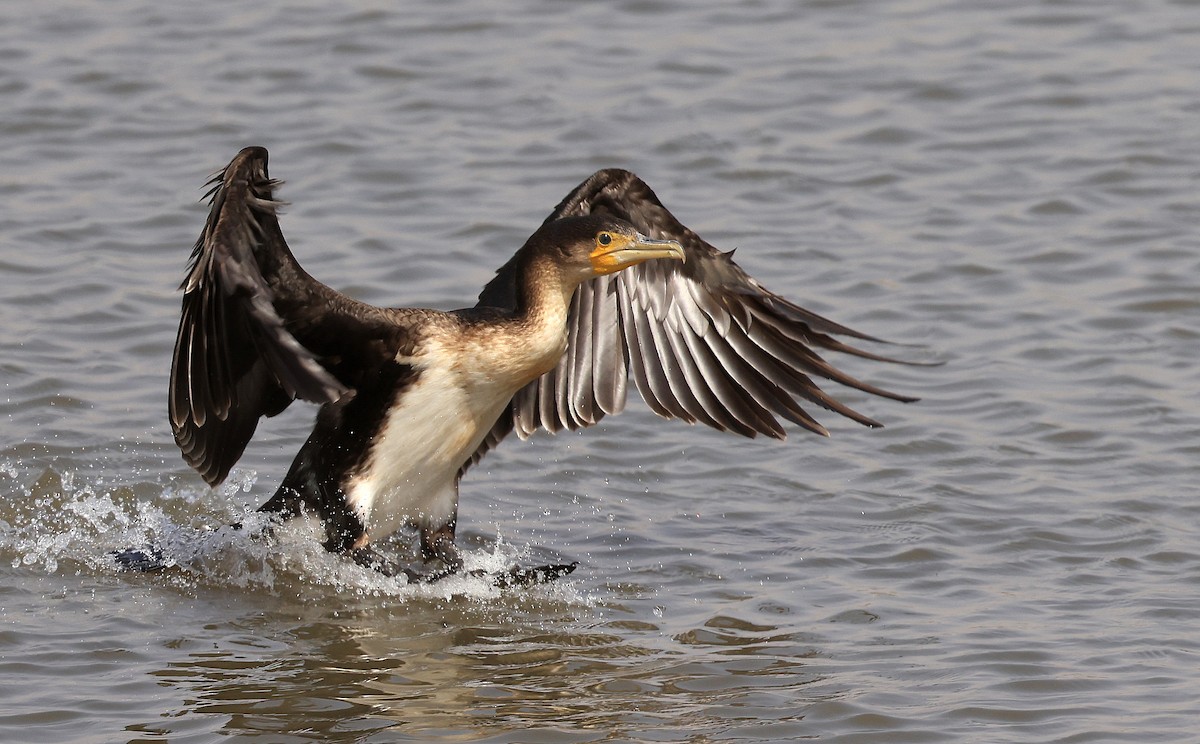 Great Cormorant - Patrick MONNEY