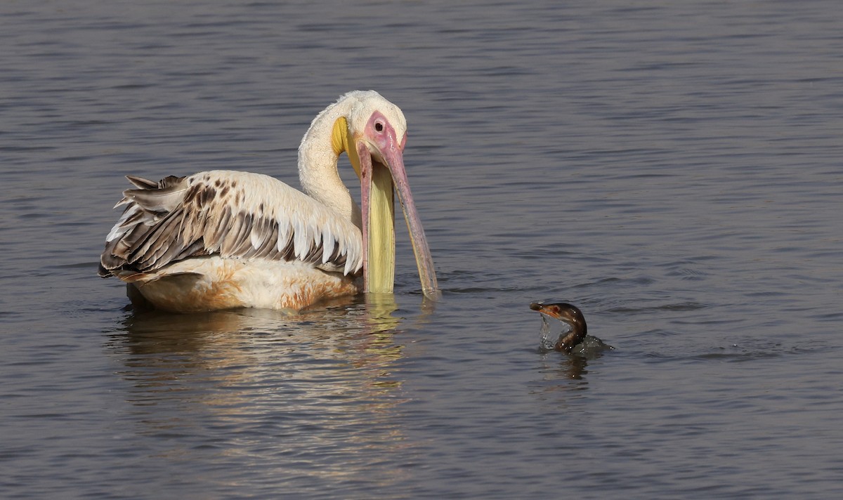 Great White Pelican - ML619119222