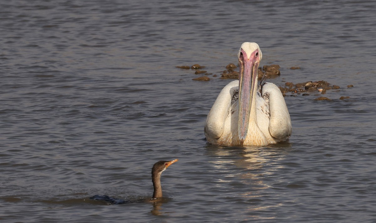 Great White Pelican - Patrick MONNEY