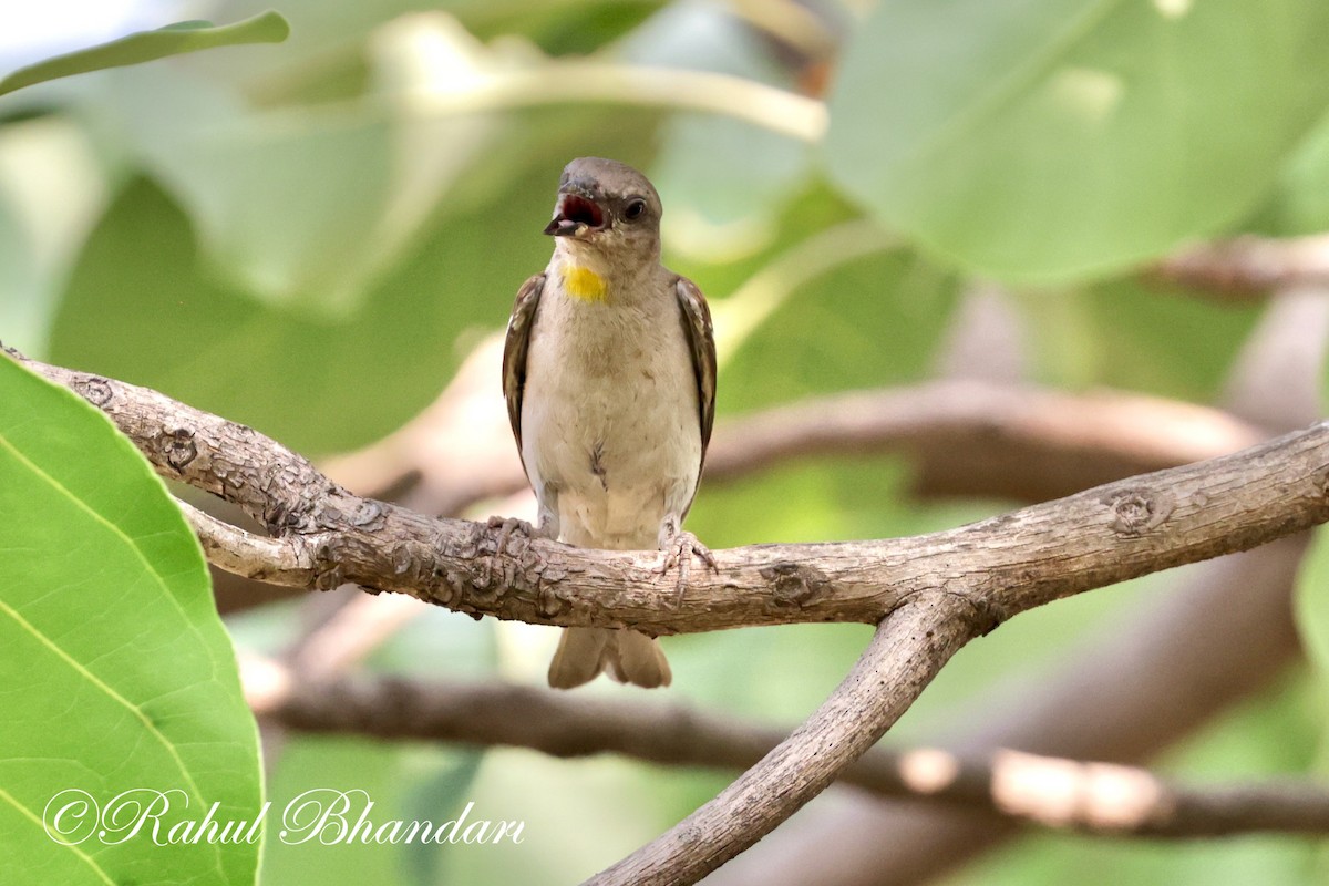 Yellow-throated Sparrow - Rahul Bhandari