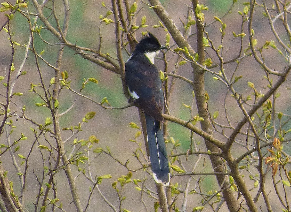 Pied Cuckoo - ML619119232