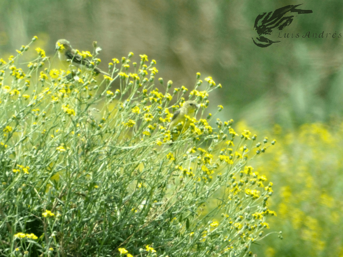 Lesser Goldfinch - ML619119238