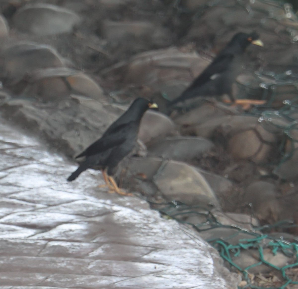 Crested Myna - Chengheng Hu