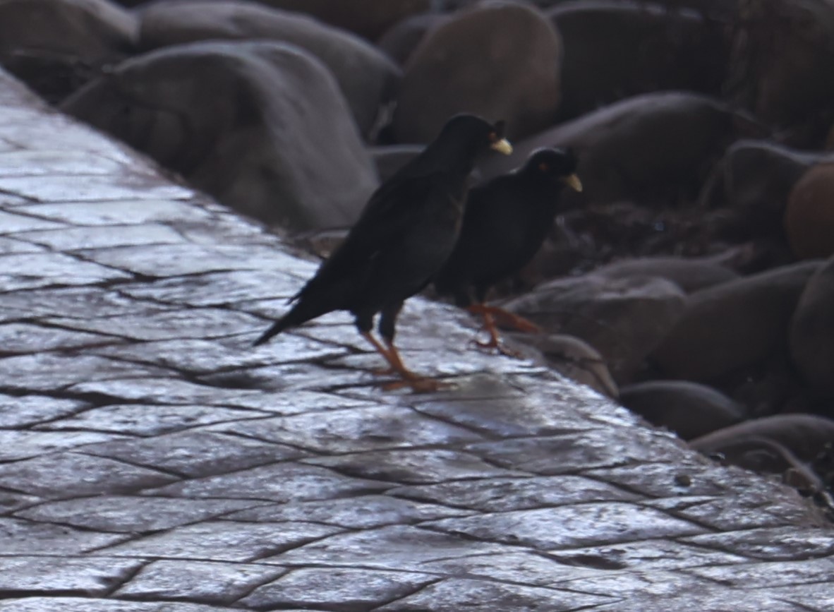 Crested Myna - Chengheng Hu