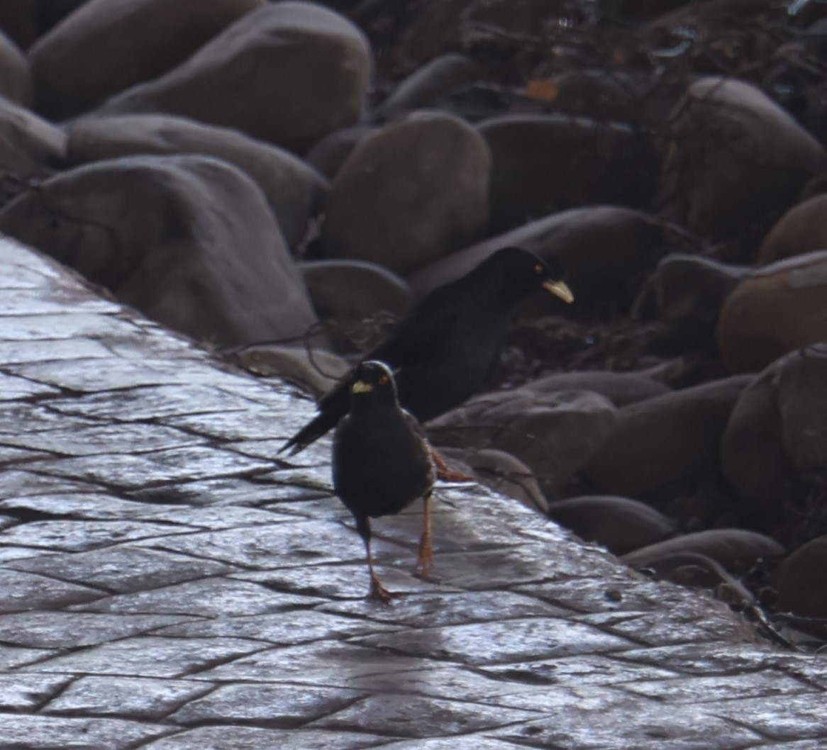 Crested Myna - Chengheng Hu