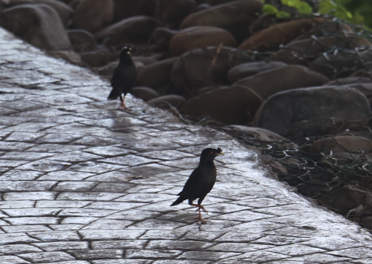 Crested Myna - Chengheng Hu