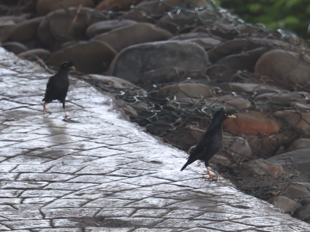 Crested Myna - Chengheng Hu