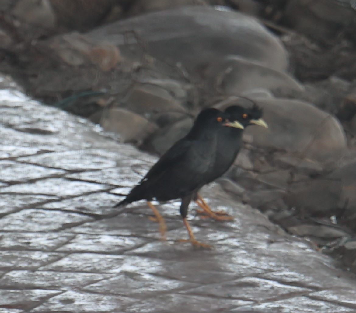 Crested Myna - Chengheng Hu