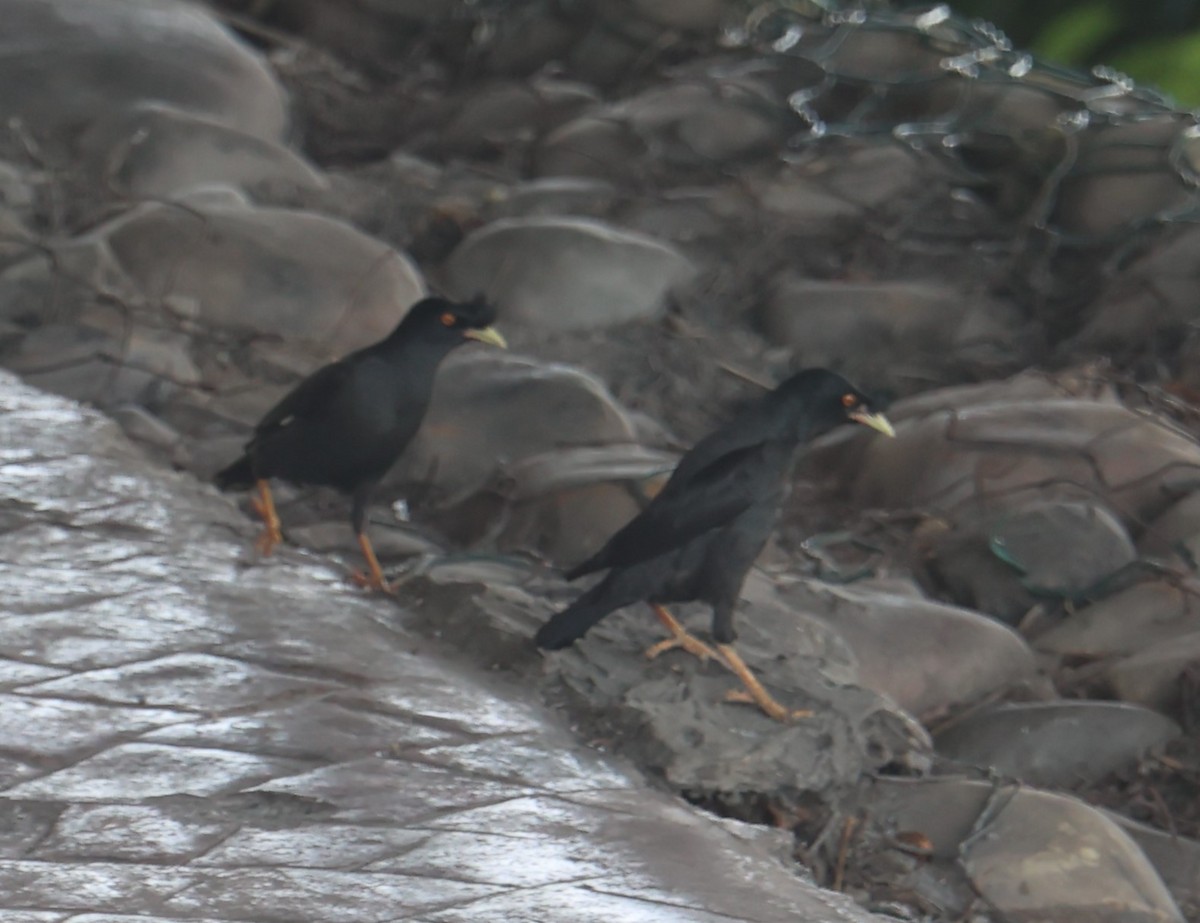 Crested Myna - Chengheng Hu