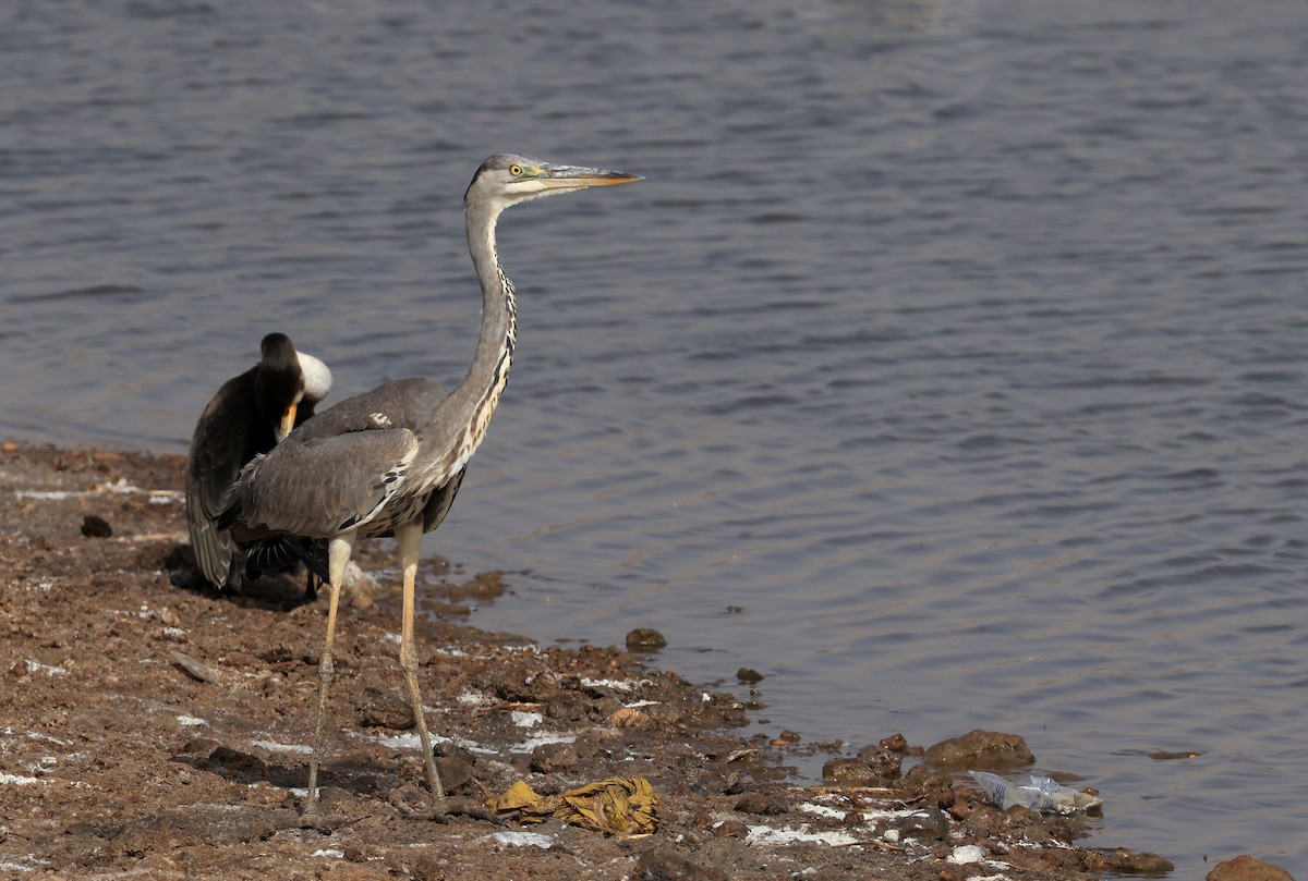 Gray Heron - Patrick MONNEY