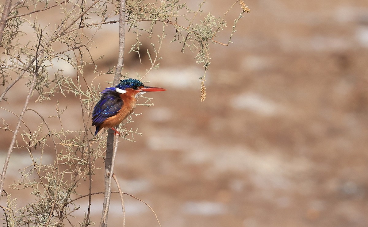 Malachite Kingfisher - ML619119264