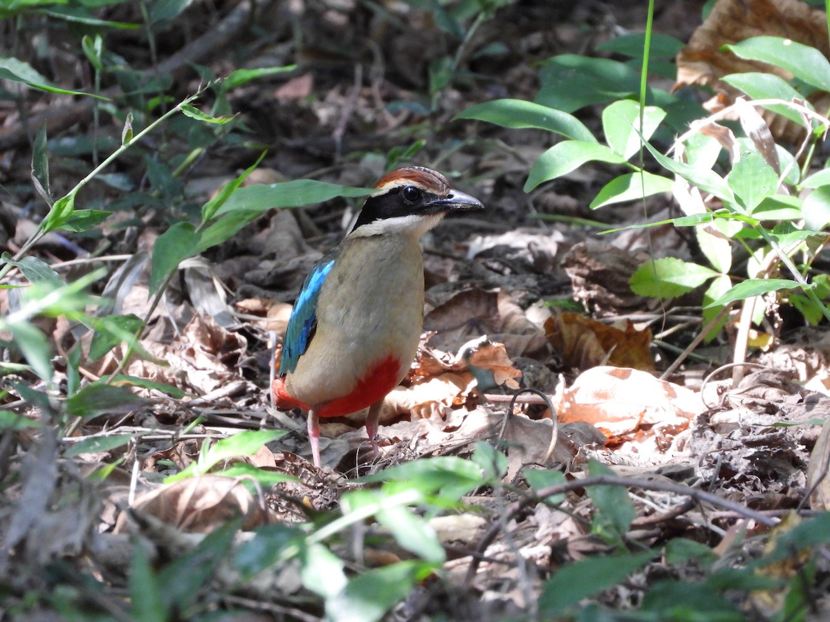 Fairy Pitta - tiger 鄭