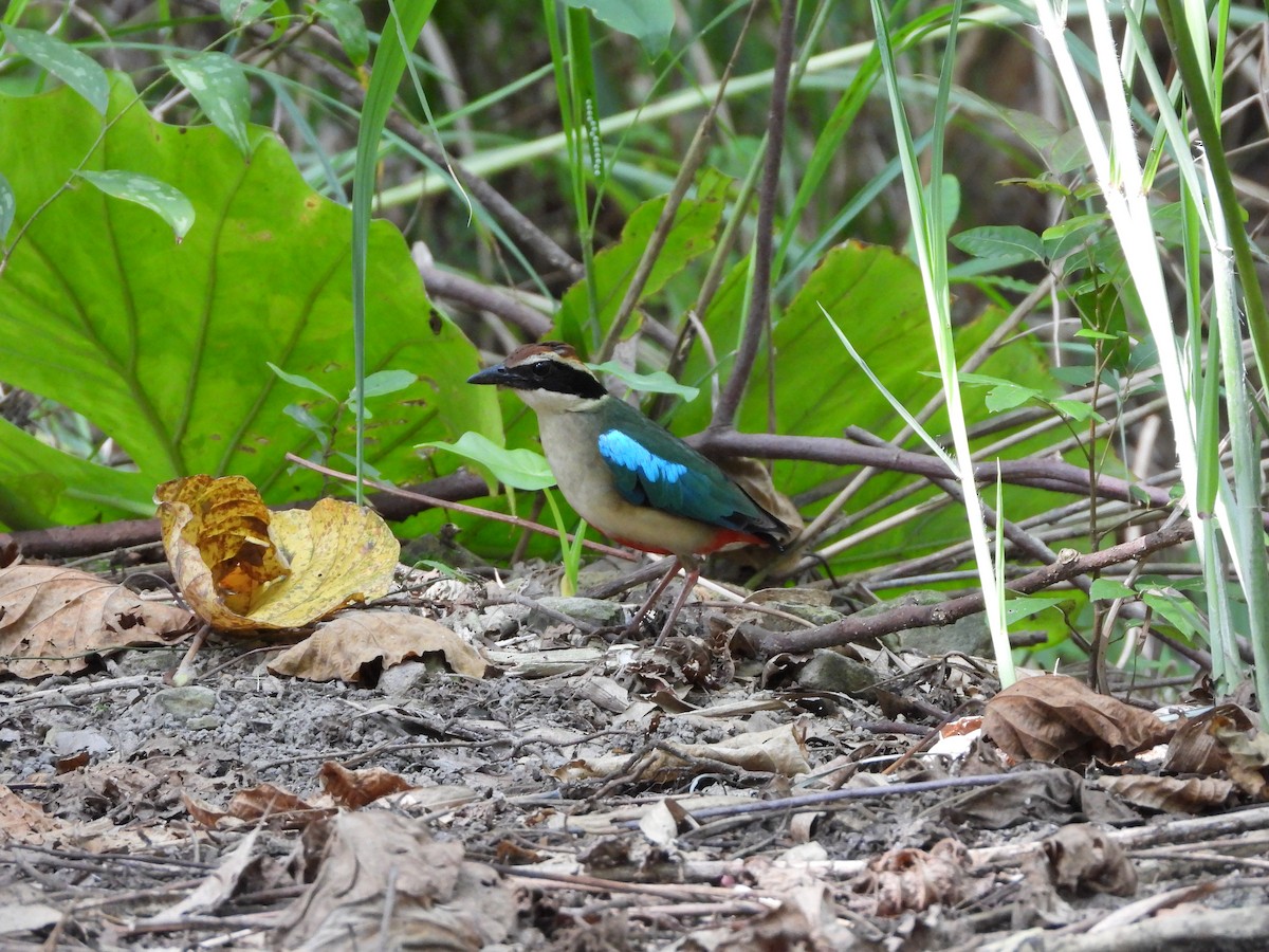 Fairy Pitta - tiger 鄭