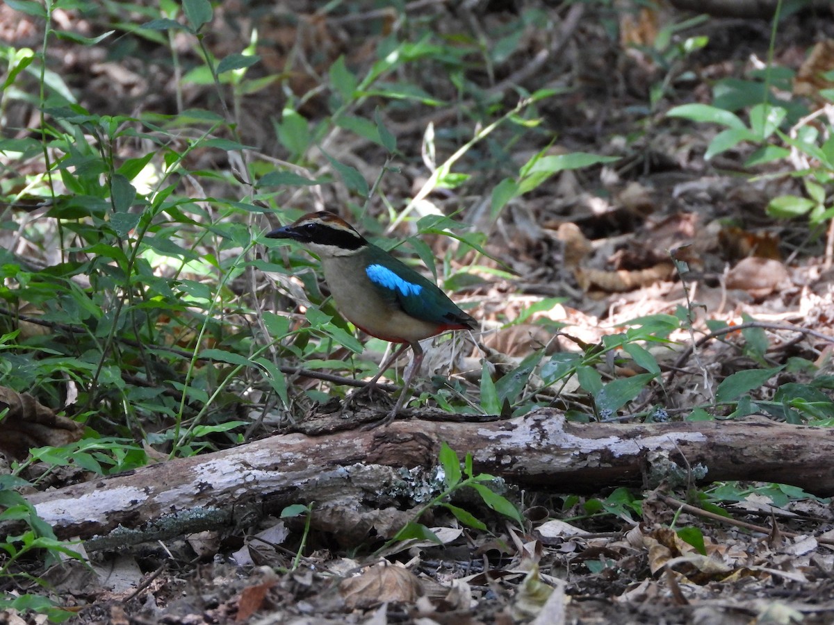 Fairy Pitta - tiger 鄭