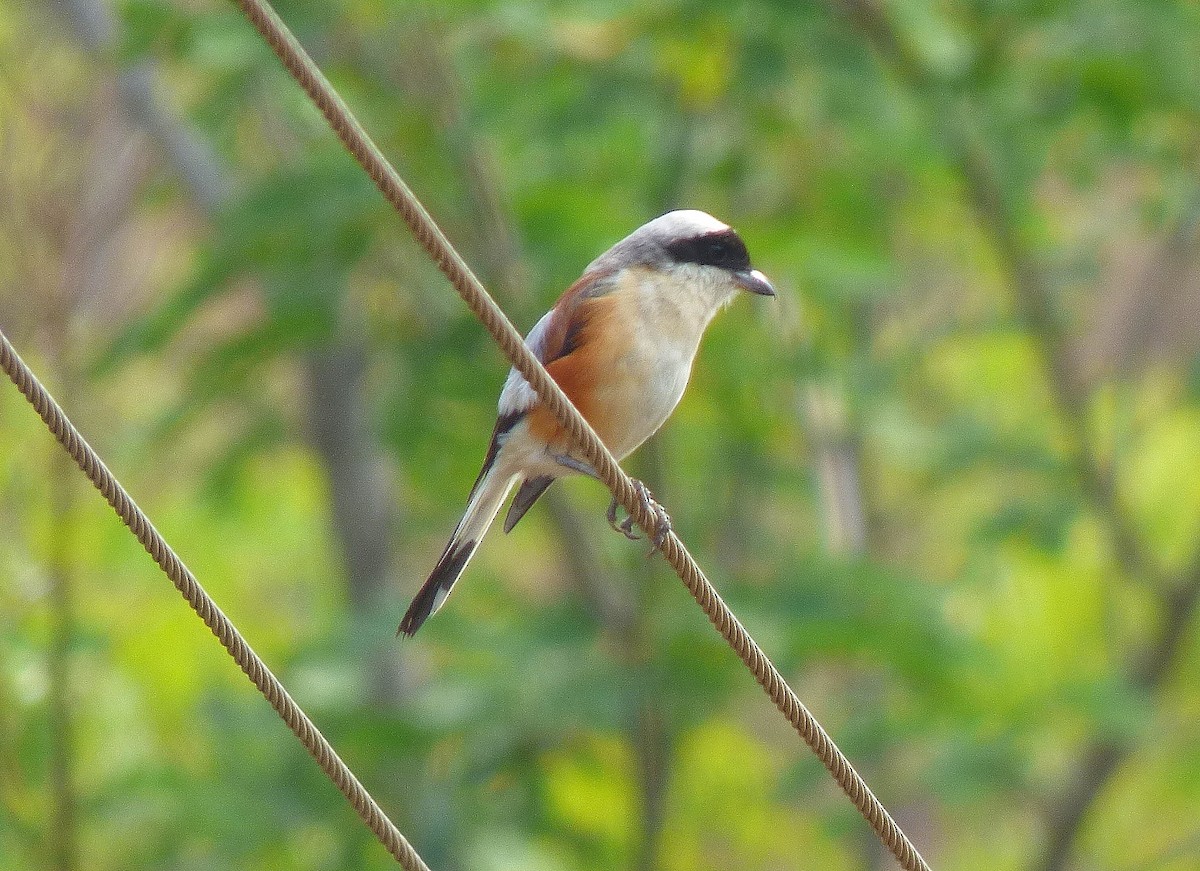 Bay-backed Shrike - Gopi Sundar