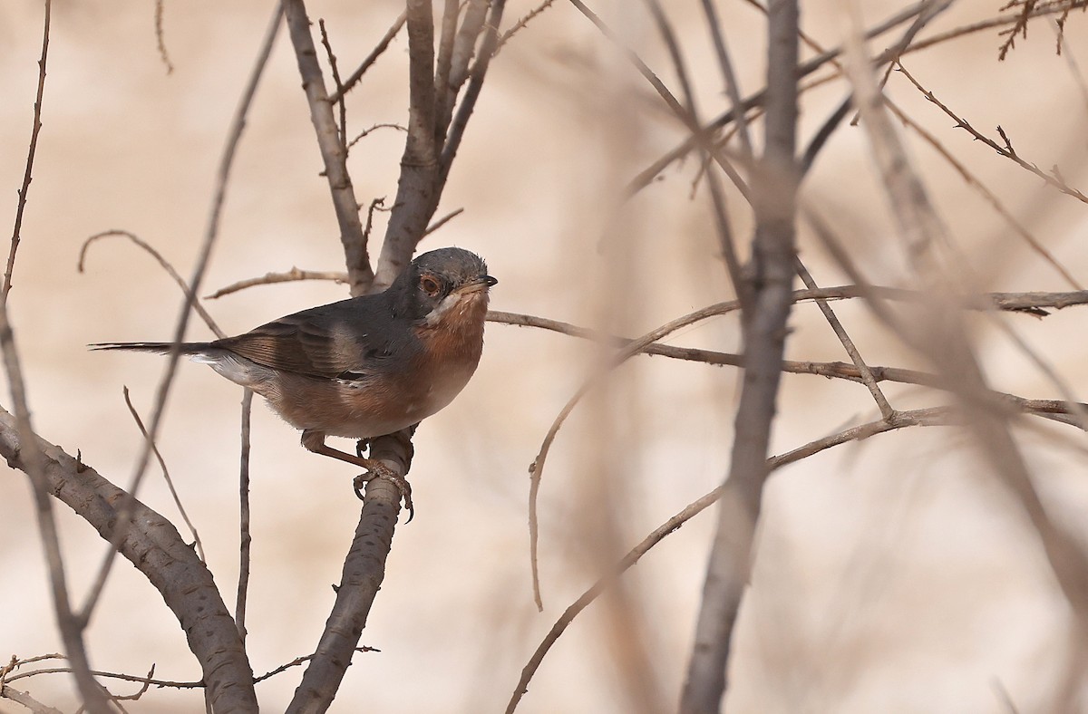 Western Subalpine Warbler - Patrick MONNEY