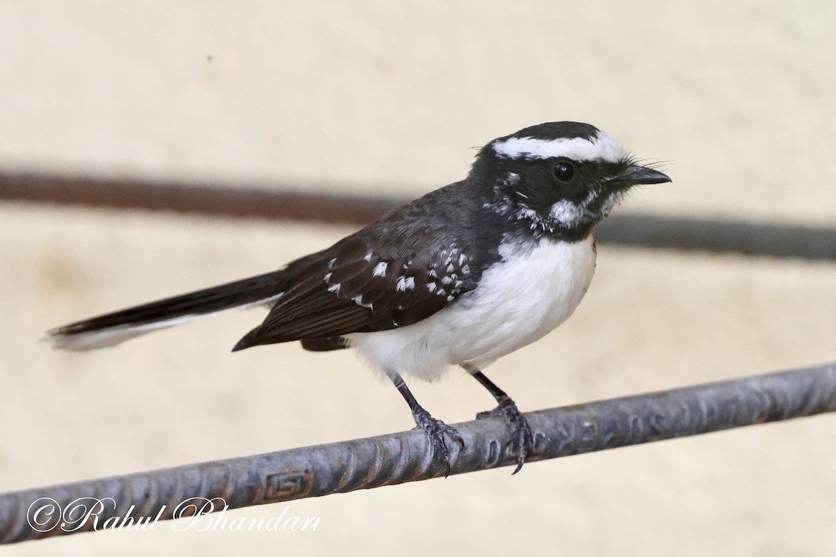 White-browed Fantail - Rahul Bhandari