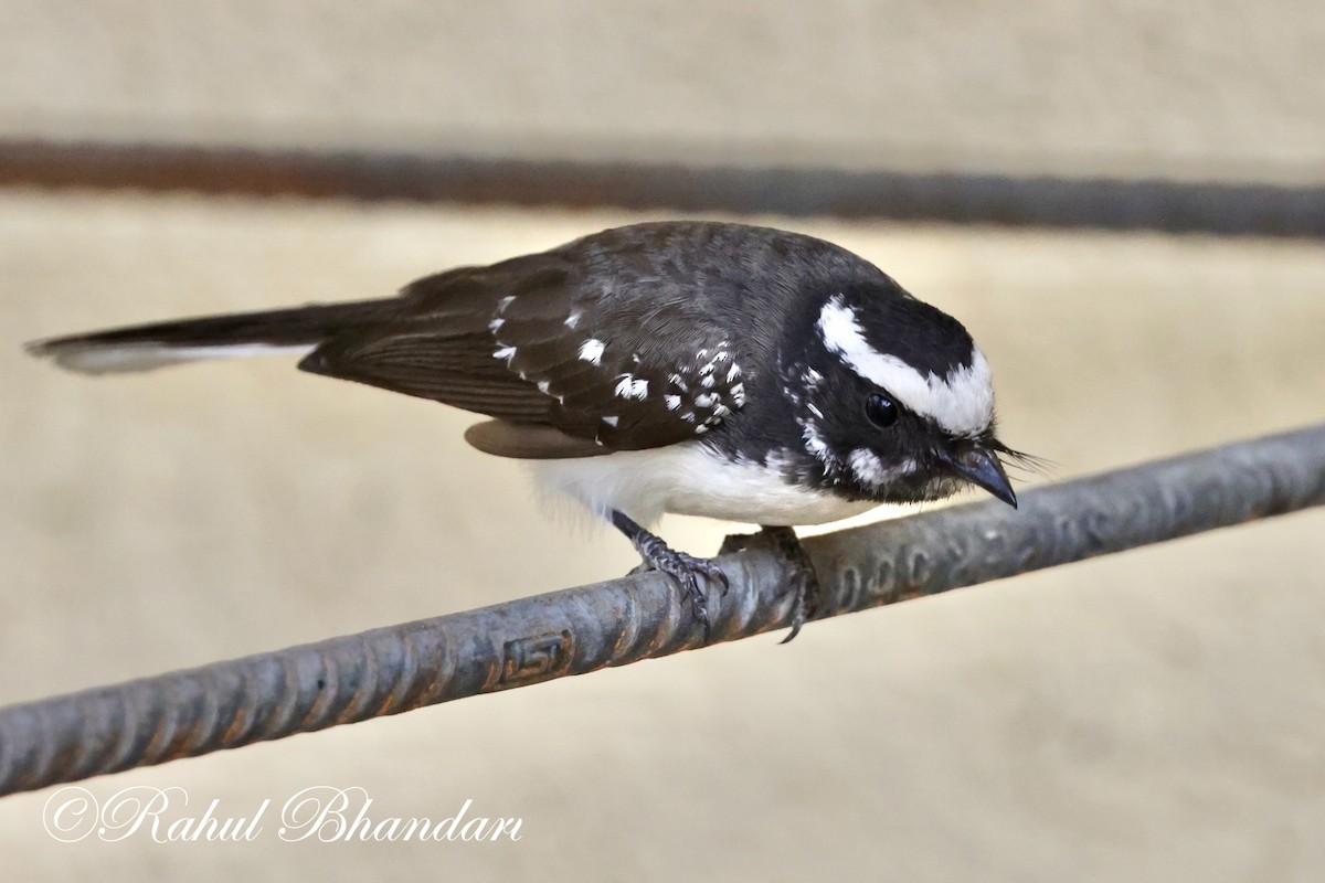 White-browed Fantail - Rahul Bhandari