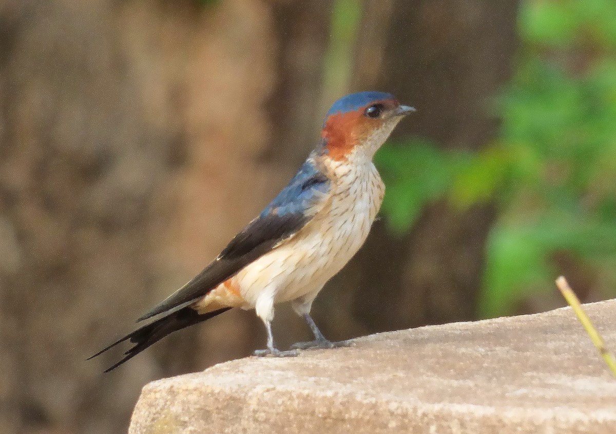 Red-rumped Swallow - Gopi Sundar