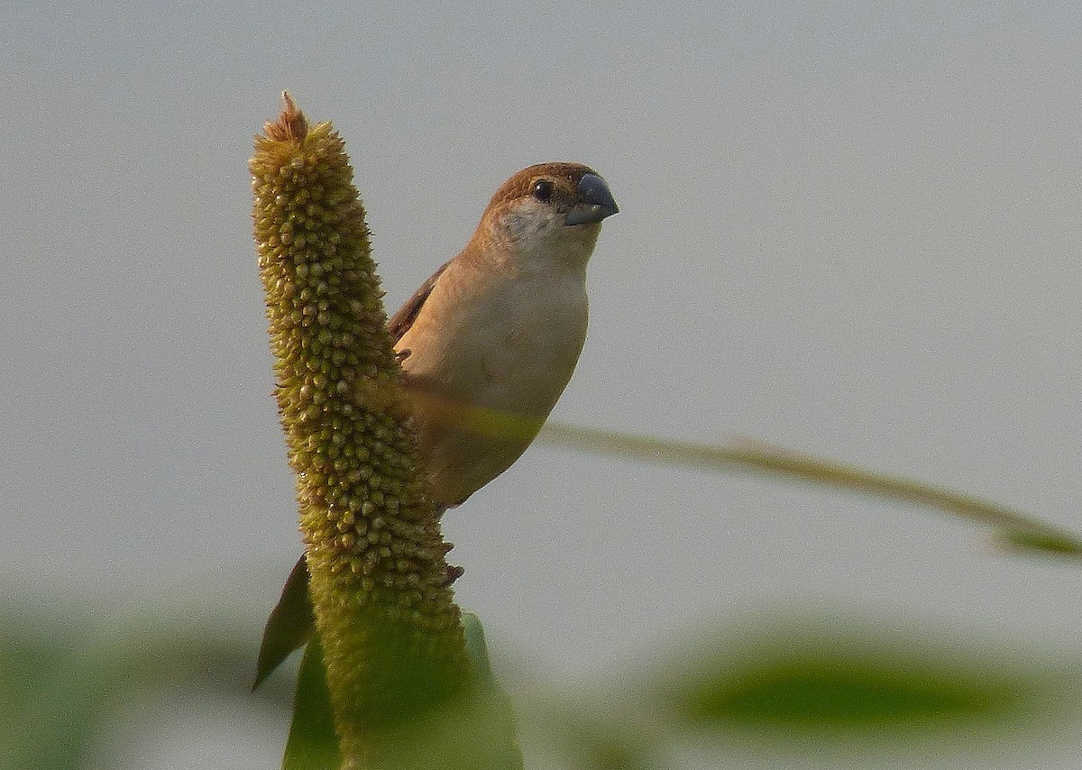 Indian Silverbill - Gopi Sundar