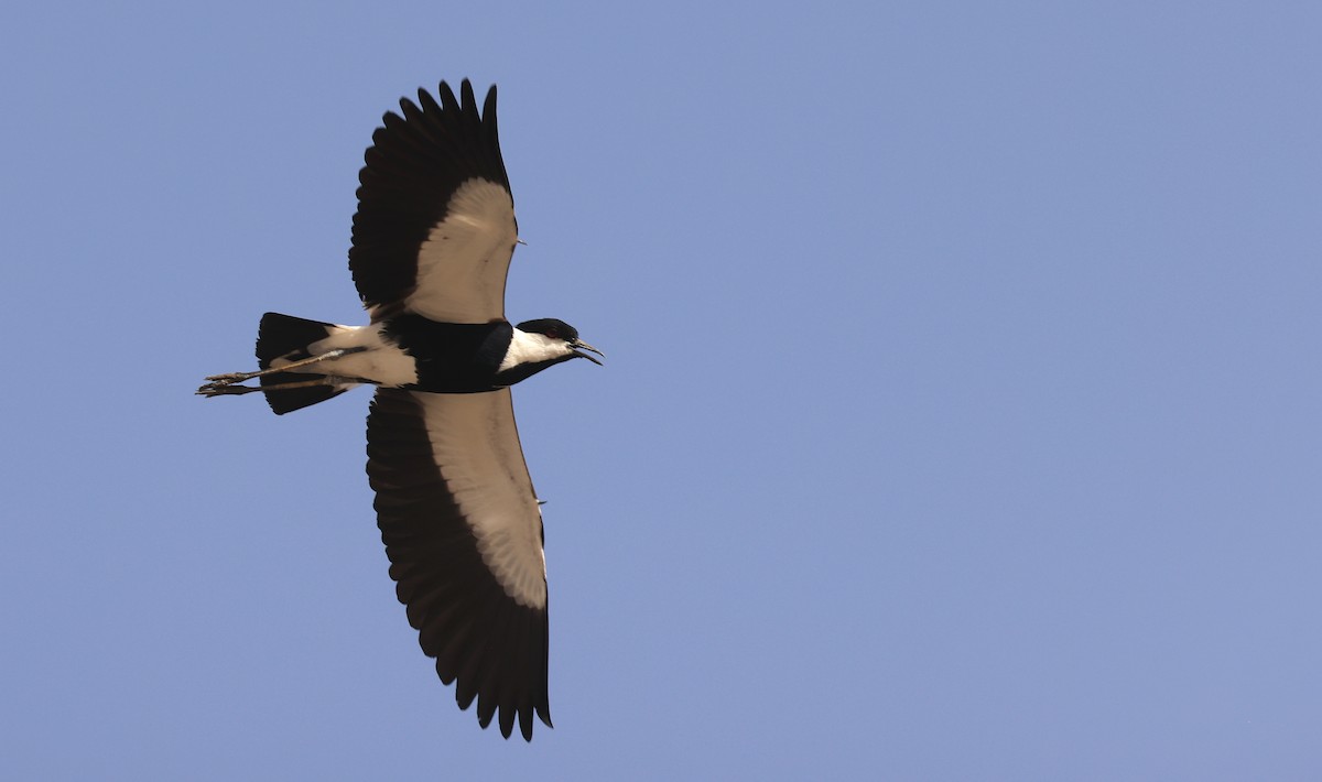 Spur-winged Lapwing - Patrick MONNEY