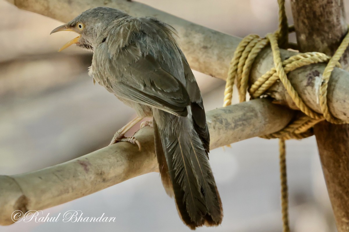 Jungle Babbler - ML619119310