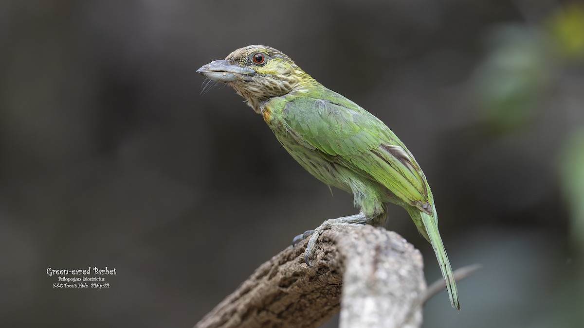 Green-eared Barbet - Kenneth Cheong