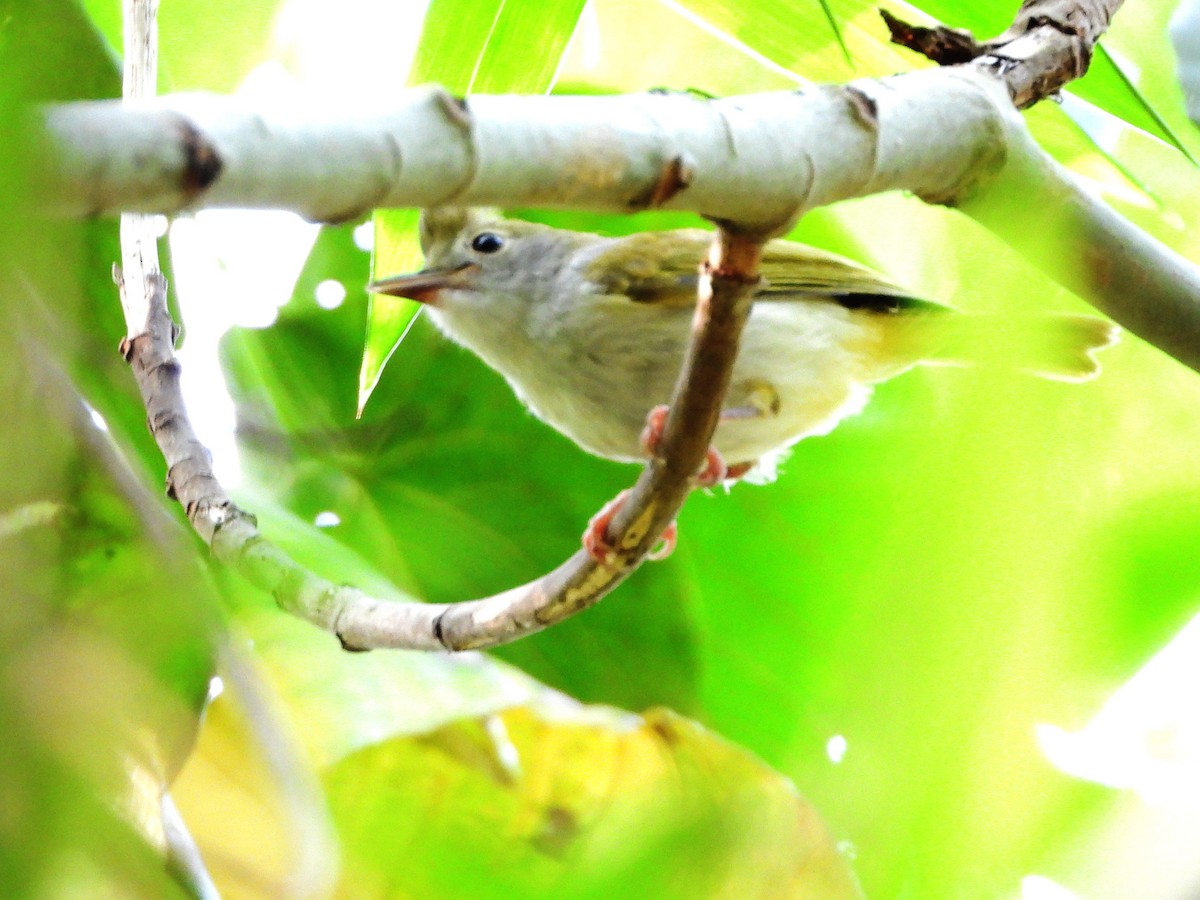 White-bellied Erpornis - tiger 鄭