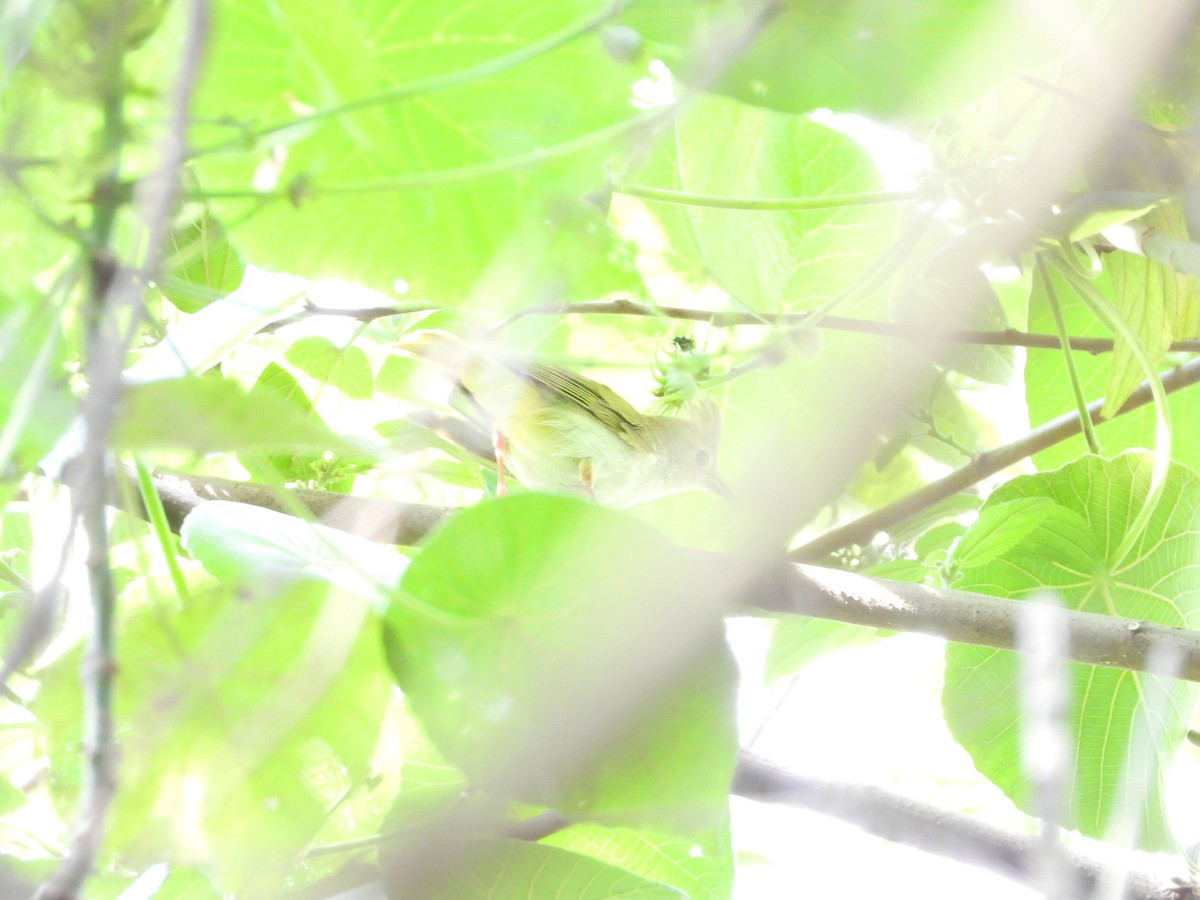 White-bellied Erpornis - tiger 鄭