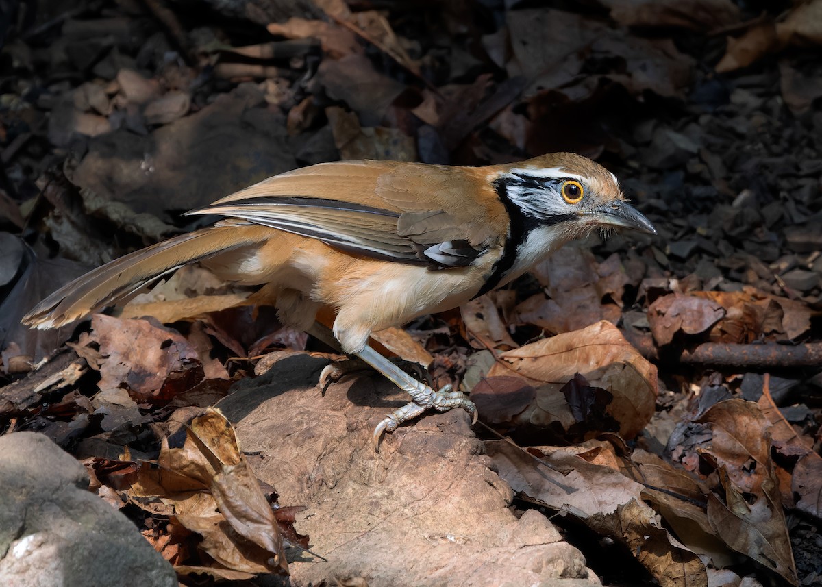 Greater Necklaced Laughingthrush - Ayuwat Jearwattanakanok