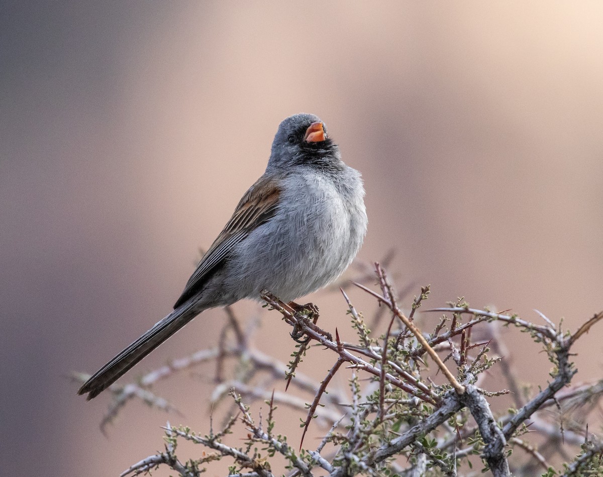 Black-chinned Sparrow - William Price