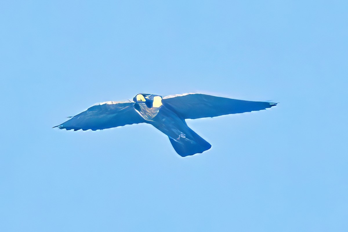 Peregrine Falcon - Alfons  Lawen