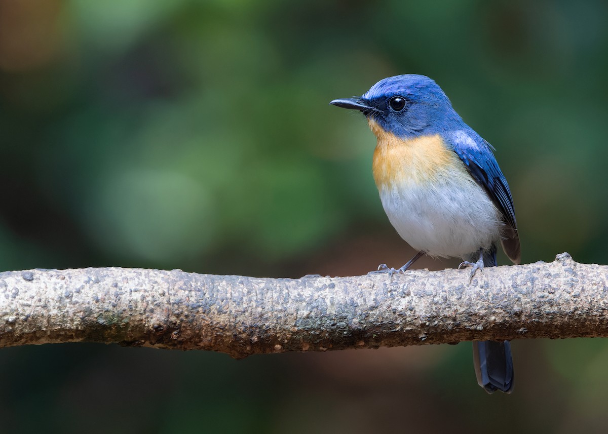 Indochinese Blue Flycatcher - Ayuwat Jearwattanakanok