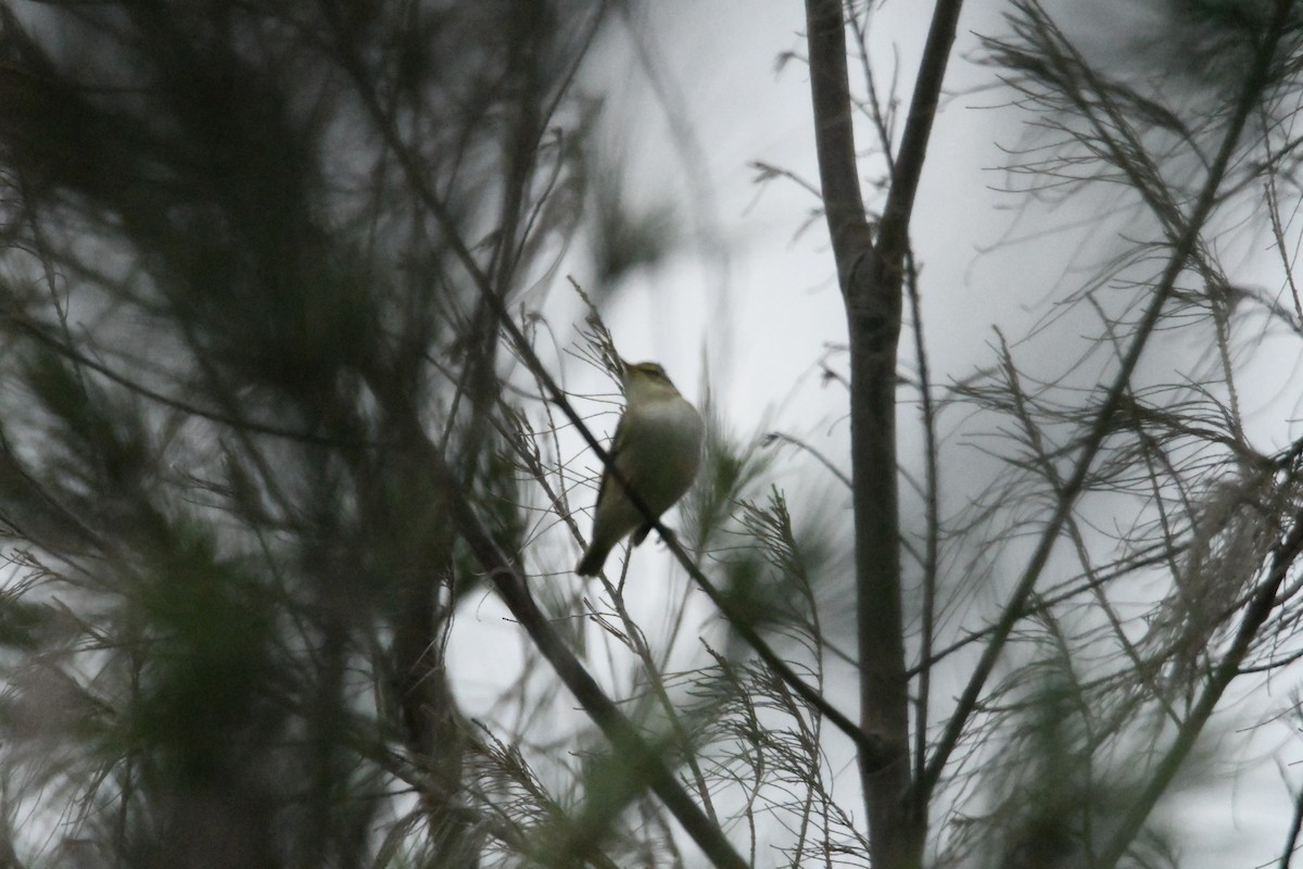 Arctic Warbler - Anonymous