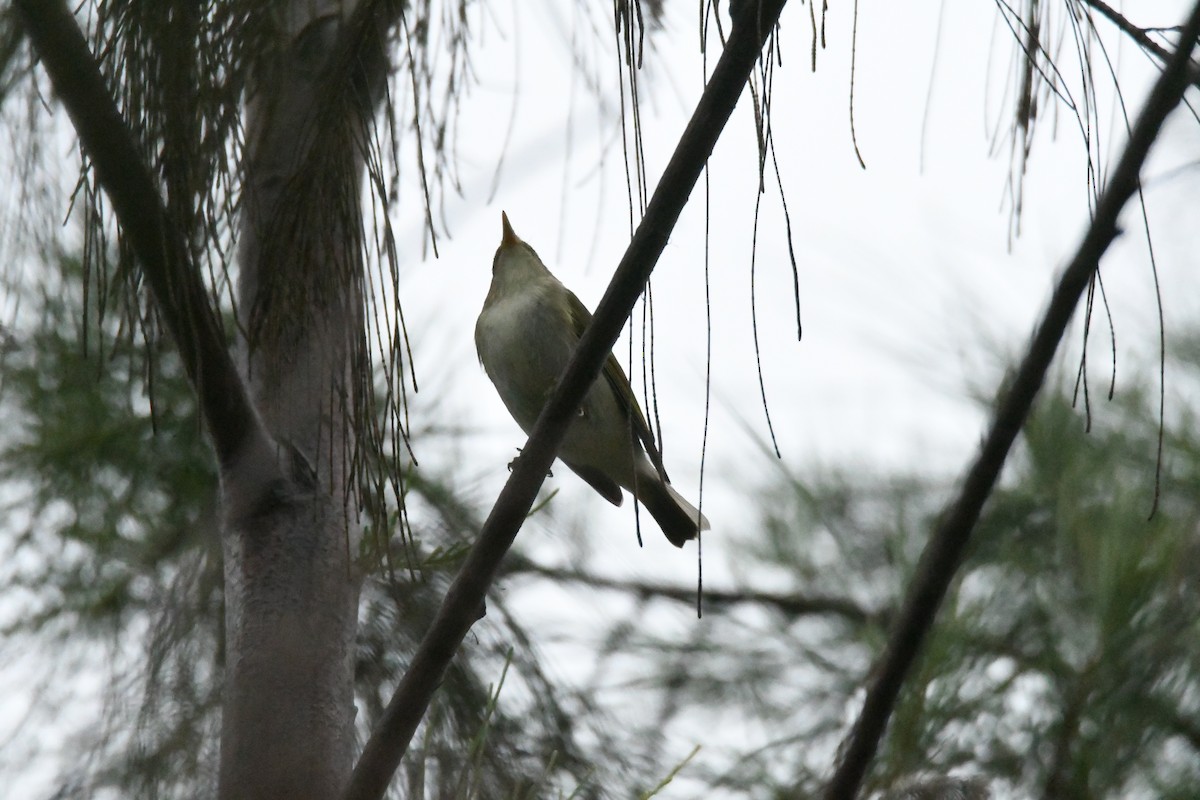 Arctic Warbler - 品諭 陳