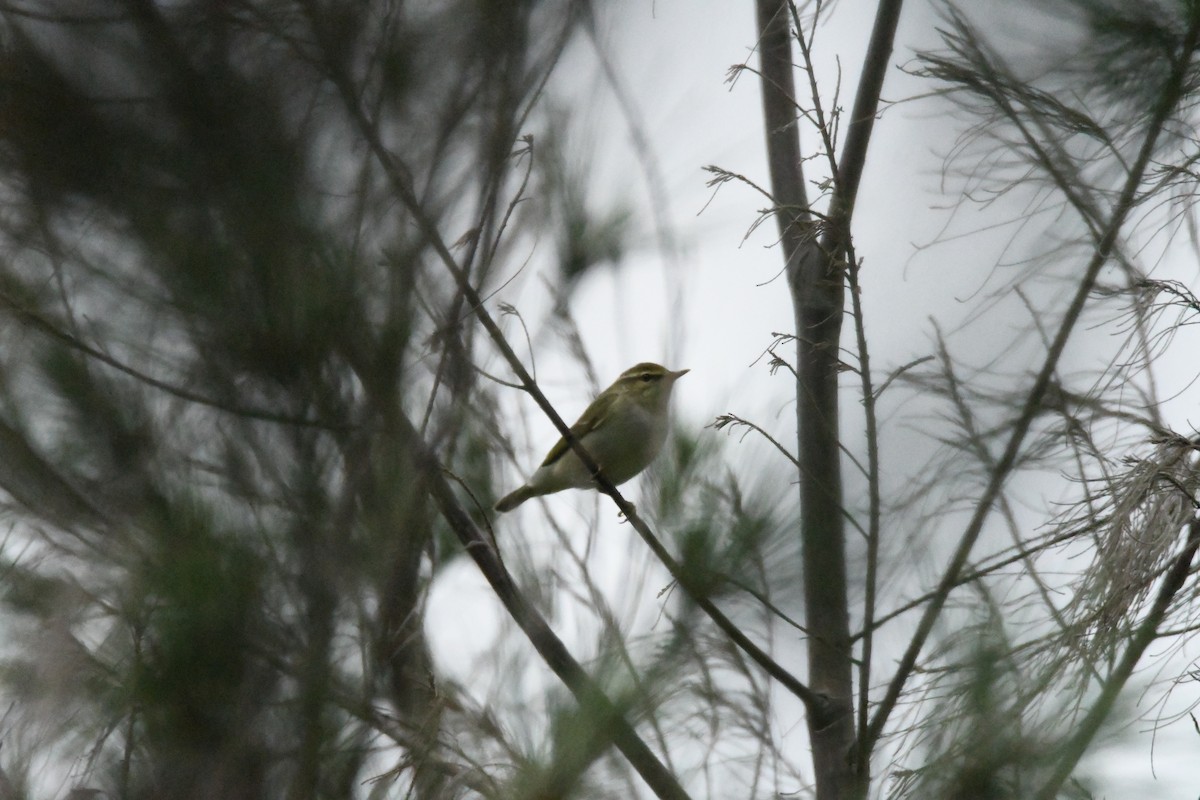 Arctic Warbler - 品諭 陳