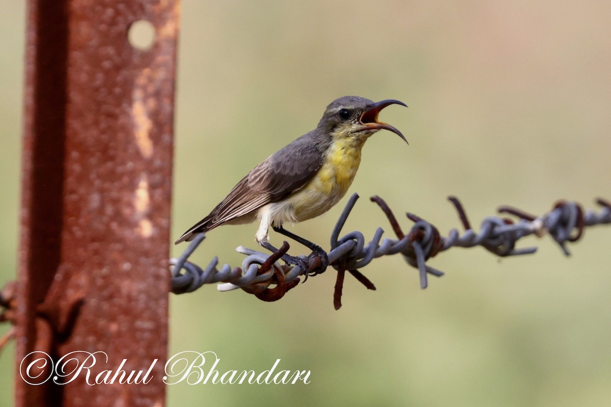Purple Sunbird - Rahul Bhandari