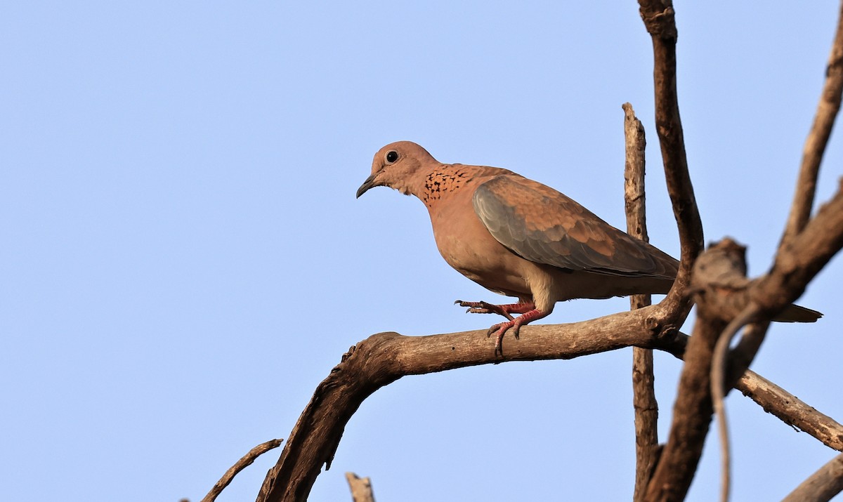 Laughing Dove - Patrick MONNEY