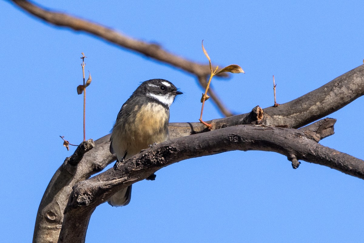 Gray Fantail - Richard and Margaret Alcorn