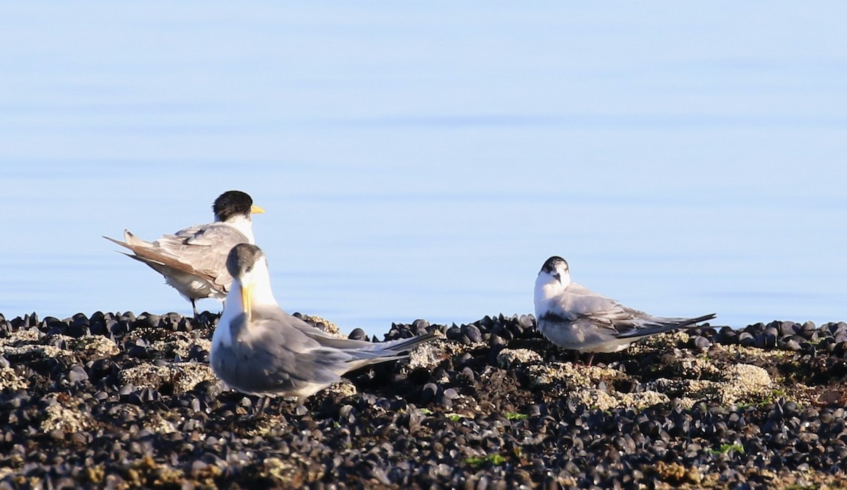 White-fronted Tern - ML619119412