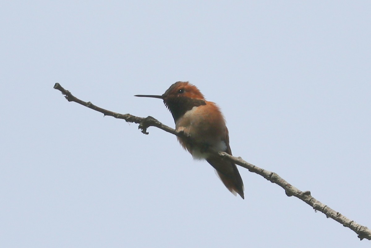Rufous Hummingbird - terrance carr
