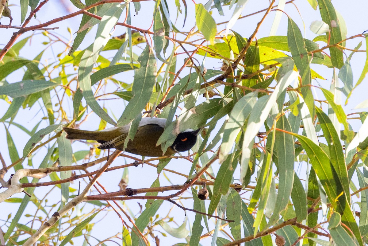 White-naped Honeyeater - Richard and Margaret Alcorn