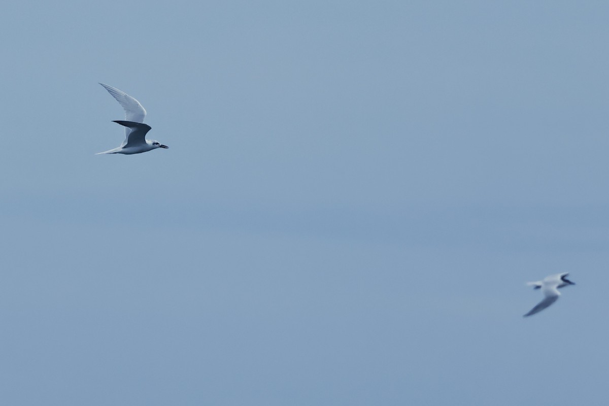 Gull-billed Tern - HsuehHung Chang