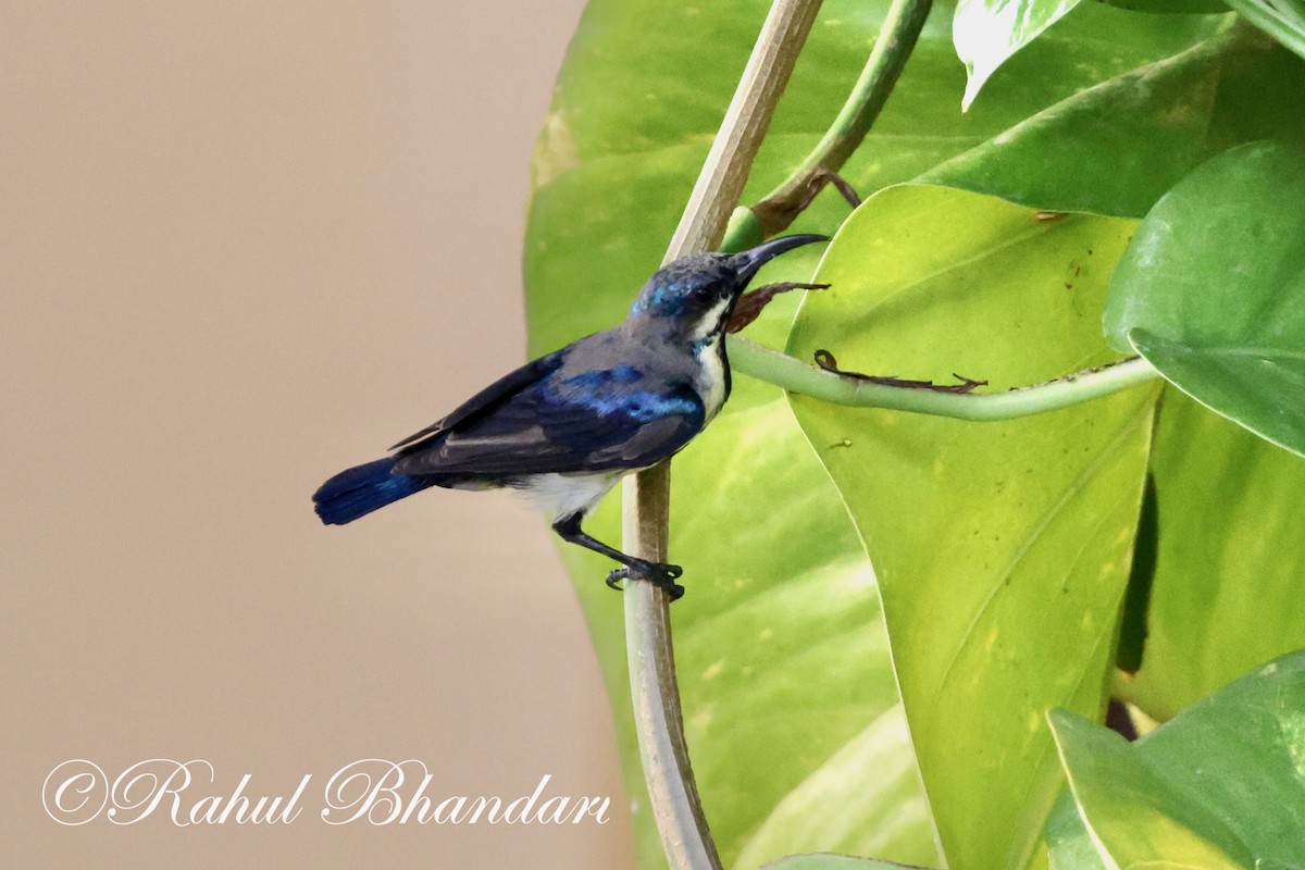 Purple Sunbird - Rahul Bhandari